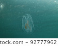Horned jellyfish floating in the water of Izu 92777962
