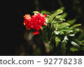 A single bright red flower illuminated by night lights 92778238