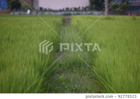 Paddy field scenery on the left bank of the Tanimoto River 92778523