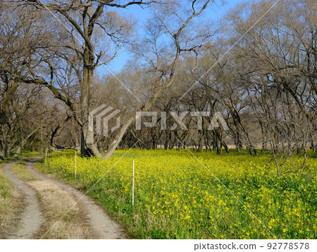四萬十川油菜花田 四萬十川油菜花田 92778578
