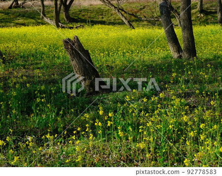 Field of rape blossoms and dead willow trees along the Shimanto River 92778583