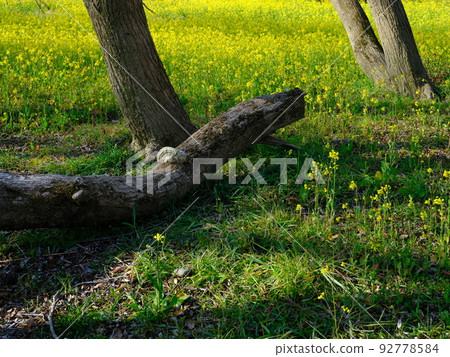A field of rape blossoms along the Shimanto River, a fallen river willow tree, and a monkey's seat A field of rape blossoms along the Shimanto River, a fallen river willow tree, and a monkey's seat 92778584
