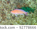 Red-banded sea bream undergoing sex change 92778666