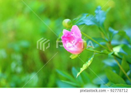 Peony of peony Peony of peony 92778712