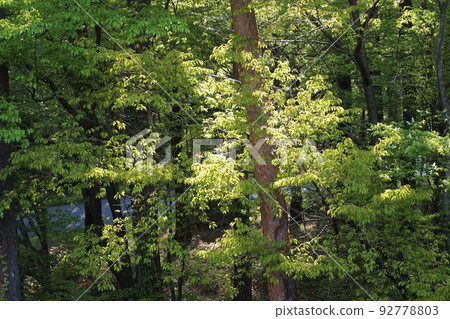 Komorebi Komorebi 92778803