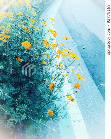 黃色波斯菊[初夏][雨季][夏天][秋天] 92779165