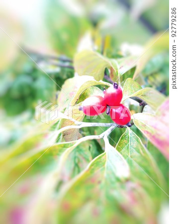 Red fruit of dogwood [Autumn] [Winter] 92779286