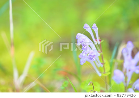 Flower of Kobanotatsunami 92779420