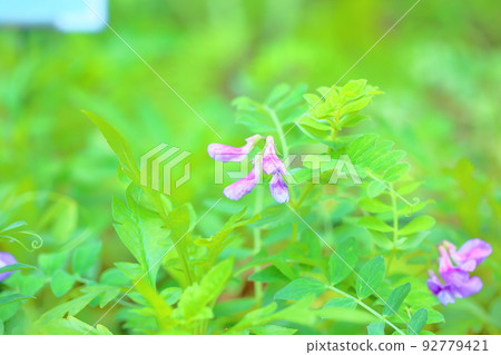 Flower of flowers 92779421