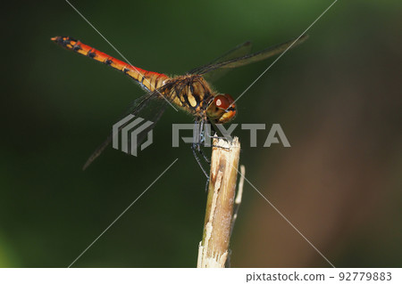 Natsuakane（女） 92779883