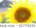 向日葵 92779930