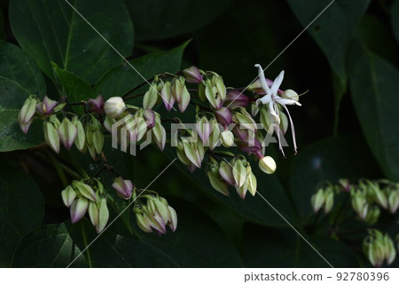 兔子的花 92780396