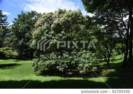 兔子的花 92780399