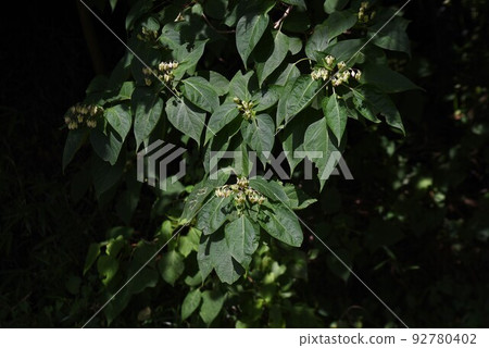 兔子的花 92780402