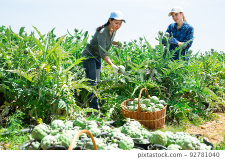 Female gardeners harvesting fresh artichokes on plantation 92781040