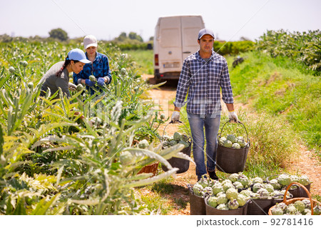 Gardeners harvesting fresh artichokes on plantation 92781416