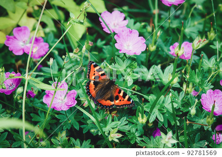 Tortoiseshell butterfly on flowering garden plant in summer (Aglais urticae, Nymphalis urticae) Tortoiseshell butterfly on flowering garden plant in summer (Aglais urticae, Nymphalis urticae) 92781569