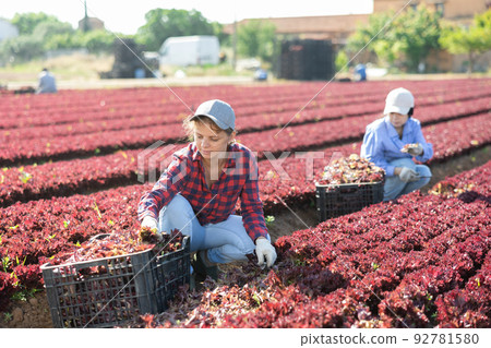 Young workwoman harvesting red lettuce leaves on farm field 92781580