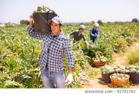 Plantation worker carrying heavy bucket full of artichokes Plantation worker carrying heavy bucket full of artichokes 92781762