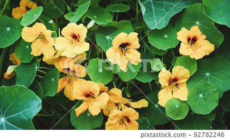 Nasturtium plant with yellow flowers, Tropaeolum majus in the garden Nasturtium plant with yellow flowers, Tropaeolum majus in the garden 92782246