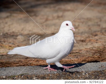 我發現了一隻白鴿 我發現了一隻白鴿 92784122