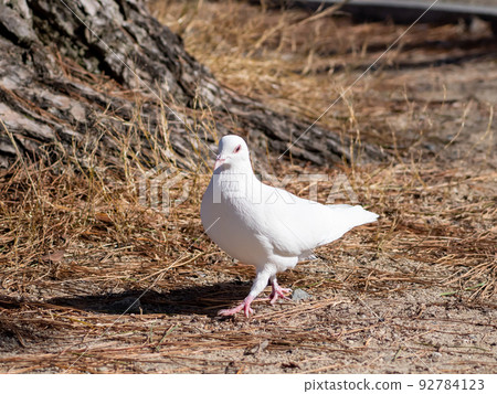 我發現了一隻白鴿 我發現了一隻白鴿 92784123