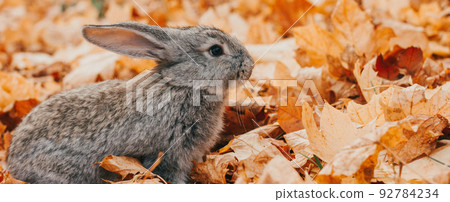 Charming gray domestic rabbit sits in a pile of beautiful bright autumn wedge leaves, photo banner Charming gray domestic rabbit sits in a pile of beautiful bright autumn wedge leaves, photo banner 92784234