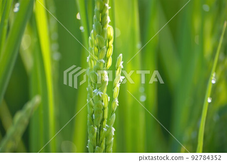 Ear of rice covered with morning dew Ear of rice covered with morning dew 92784352
