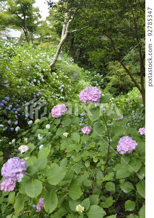 [奈良縣大和郡山市]八田寺的繡球花 92785347