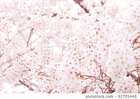 Cherry blossoms in full bloom Cherry blossoms in full bloom 92785448