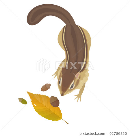 Illustration of chipmunk, acorn and fallen leaves seen from above 92786830