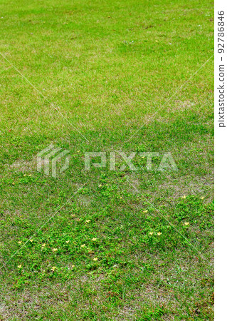 Lawn ground to see small flowers 92786846