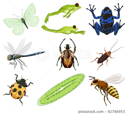 Different kinds of insects and animals on white background 92786953