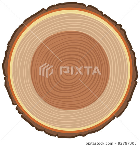 Anatomy of tree trunk 92787303