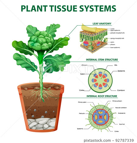 Diagram showing plant tissue systems 92787339