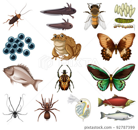 Different kinds of insects and animals on white background Different kinds of insects and animals on white background 92787399