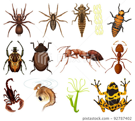 Different kinds of insects and animals on white background Different kinds of insects and animals on white background 92787402