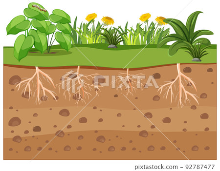 Scientific education of plant and its root 92787477