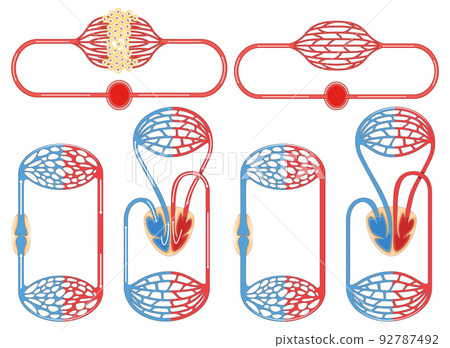 Set of cell division process Set of cell division process 92787492