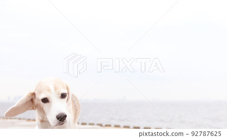 beagle dog ears blowing in the wind beagle dog ears blowing in the wind 92787625