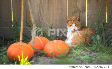 Angry cat with unhappy expression lay down near the wooden fence for protect his pumpkin. Angry cat with unhappy expression lay down near the wooden fence for protect his pumpkin. 92787721