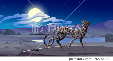 Cheetah at night african desert landscape, gepard 92788042