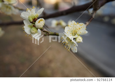 Plum blossom  92788114