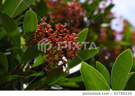 Fruit of coral roe Fruit of coral roe 92788326