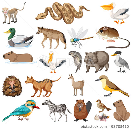 Different kinds of animals collection 92788410