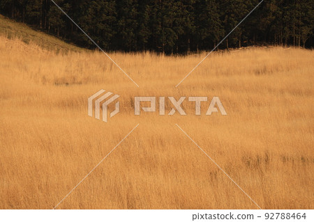 Hakone Sengaihara Susuki prairie 92788464