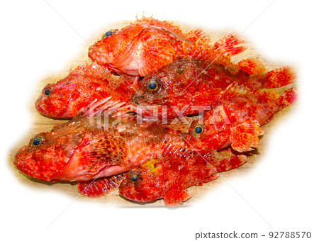 A white-fleshed luxury fish that is highly poisonous but delicious. Shoot multiple scorpionfish on a cutting board. An image in which the surrounding background is blown out in white. A white-fleshed luxury fish that is highly poisonous but delicious. Shoot multiple scorpionfish on a cutting board. An image in which the surrounding background is blown out in white. 92788570