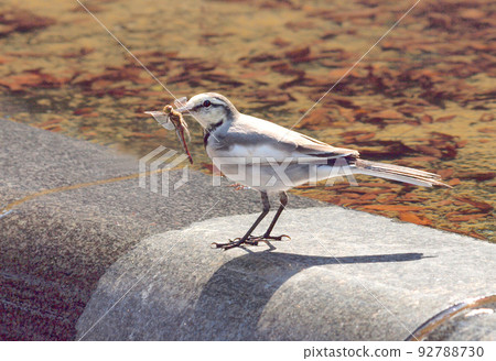 A wagtail that caught a red dragonfly A wagtail that caught a red dragonfly 92788730