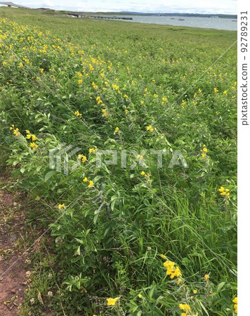 瓦卡原始花園風光 瓦卡原始花園風光 92789231