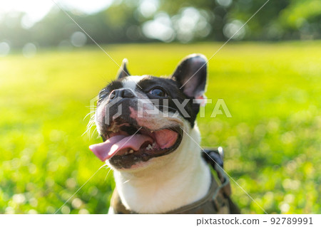 Boston Terrier 92789991